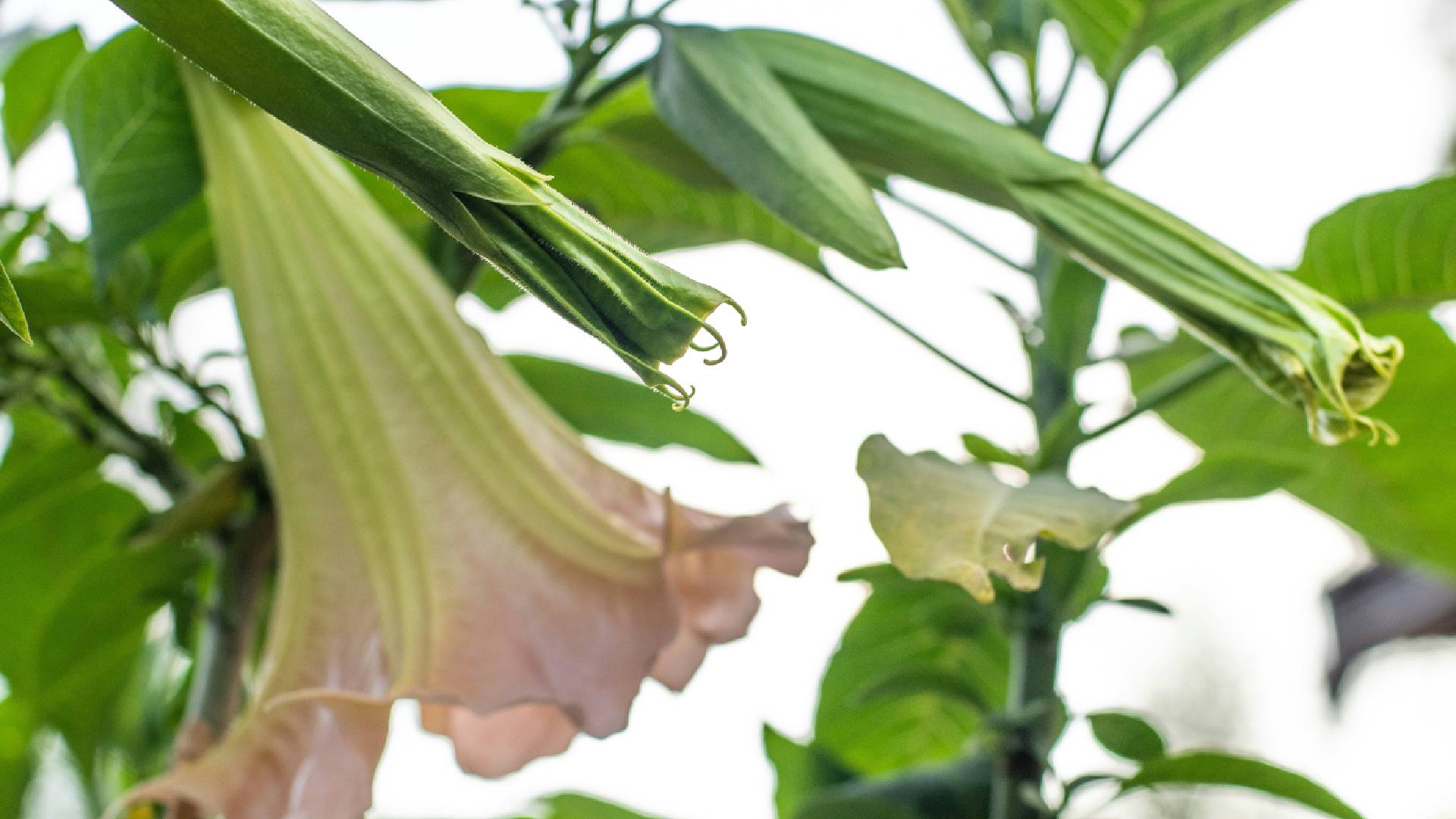 Datura