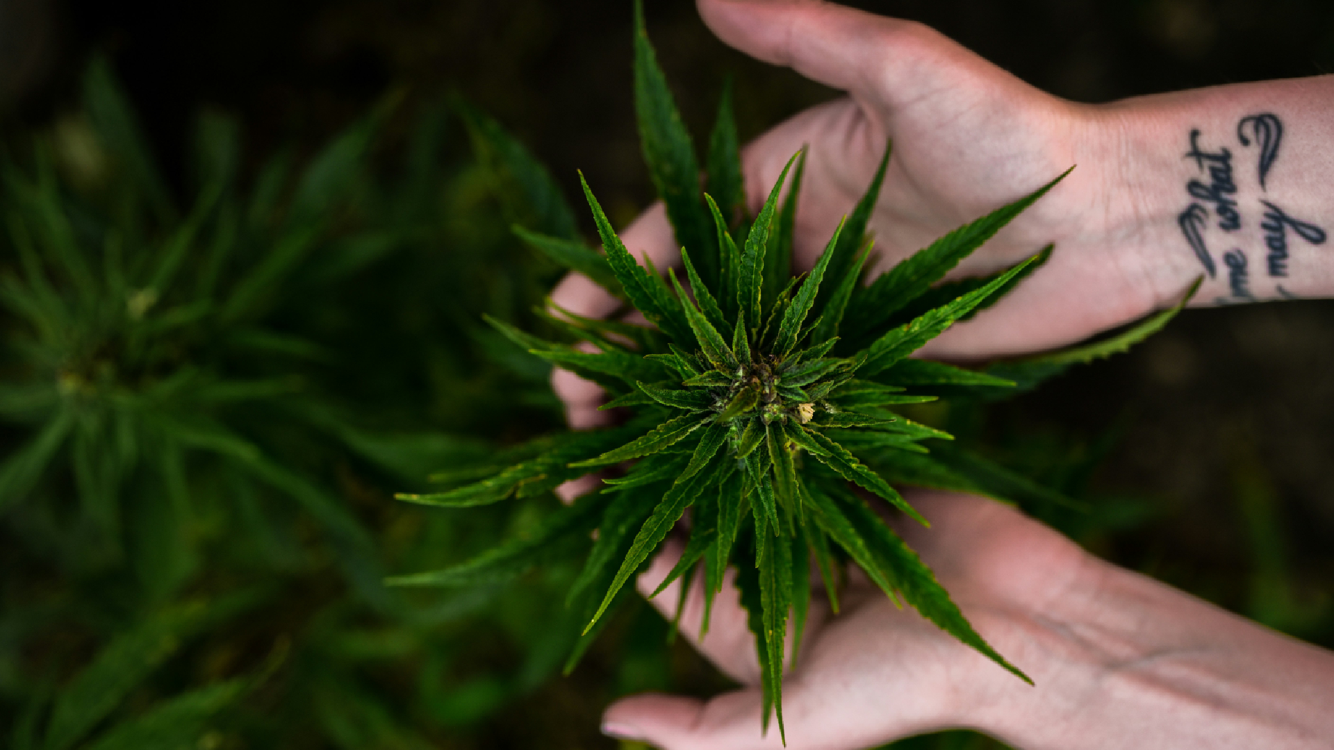 Visokokakovostni referenčni genom divje Cannabis sativa