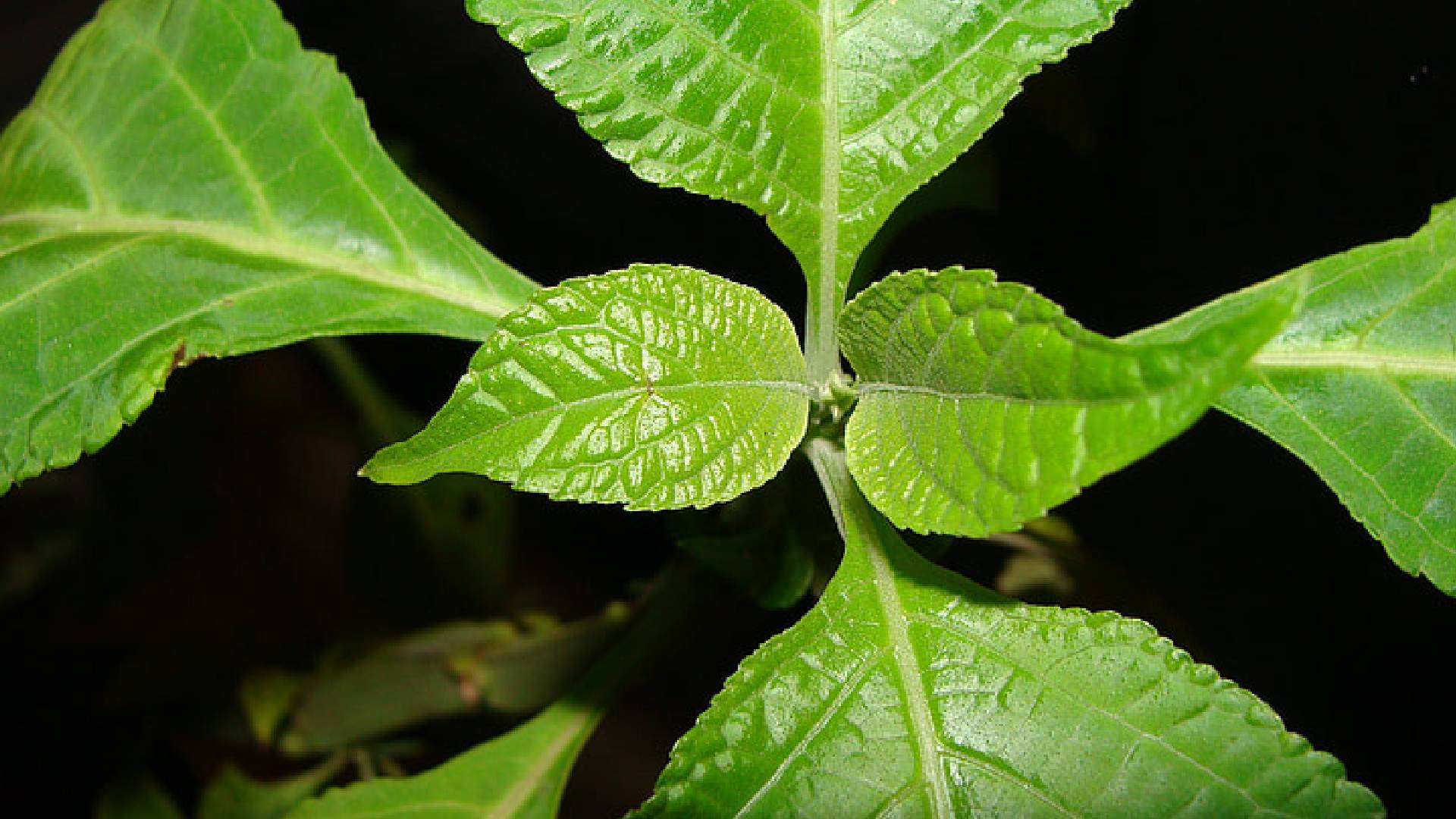 Salvia divinorum